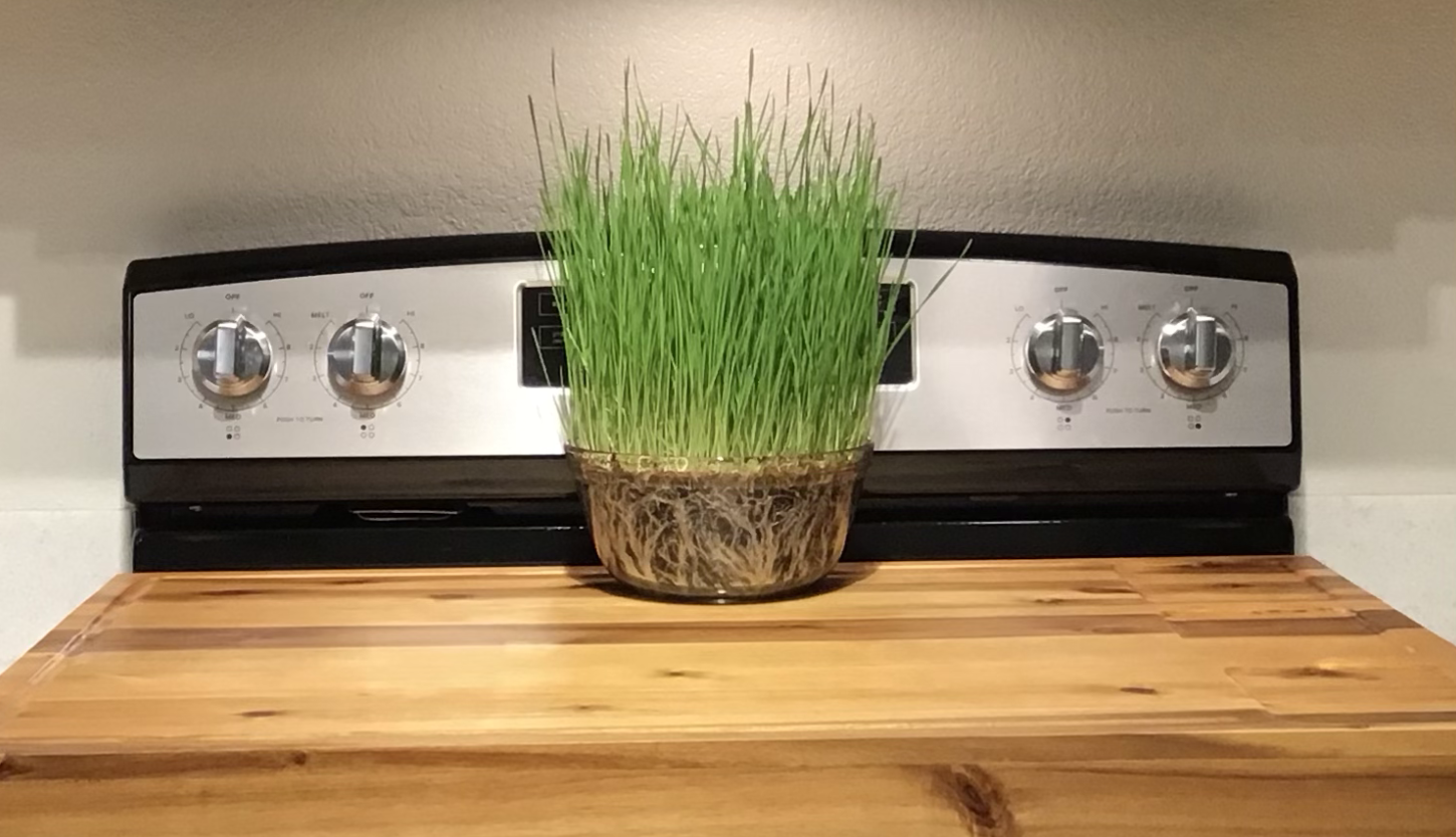 Live wheatgrass kitchen plant decor.